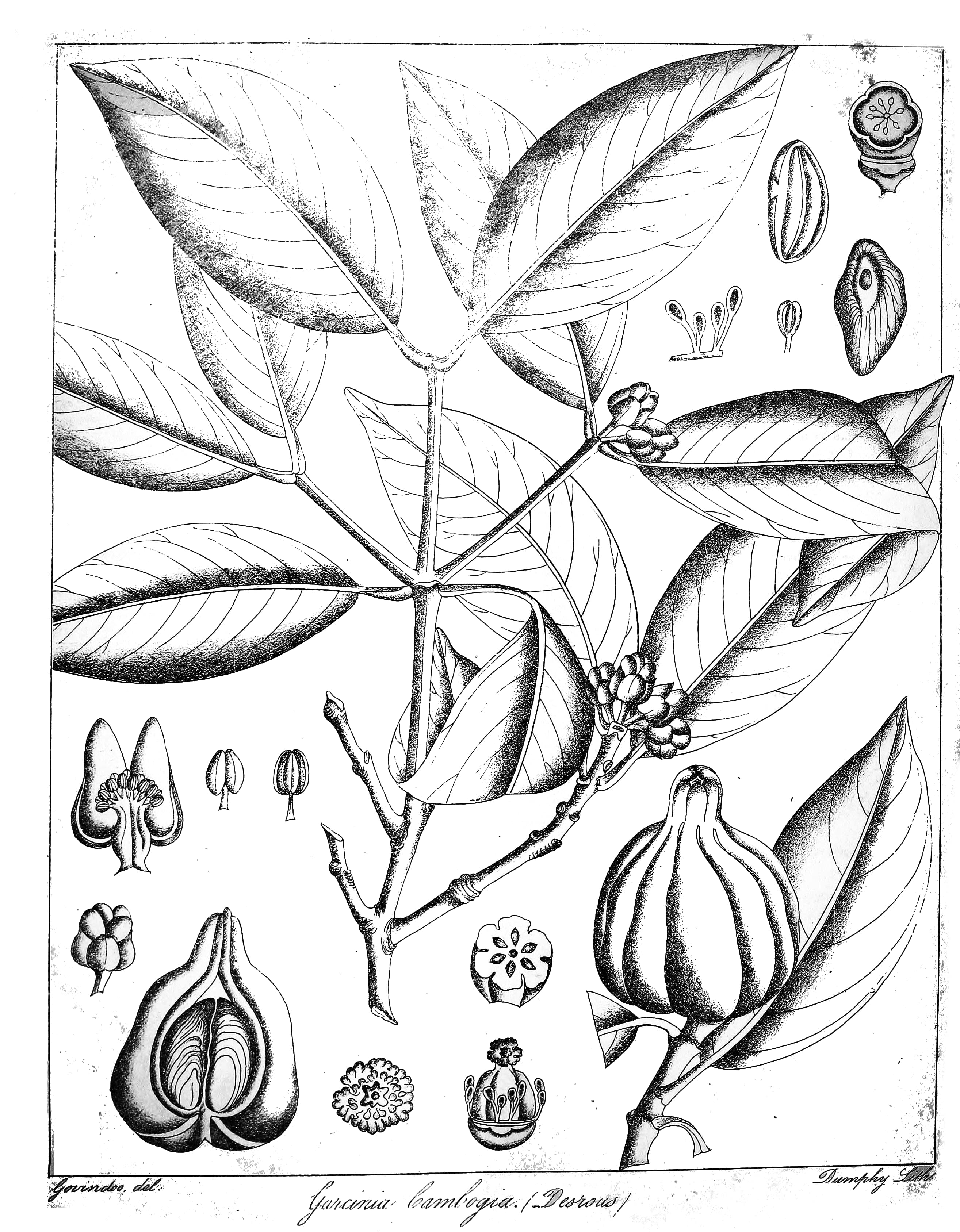 Garcinia cambogia supplement ingredient guide for weight management products